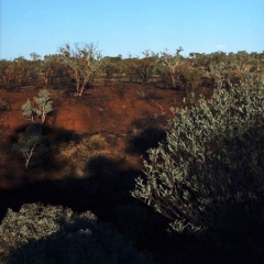 OZ_25