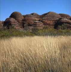 OZ_30